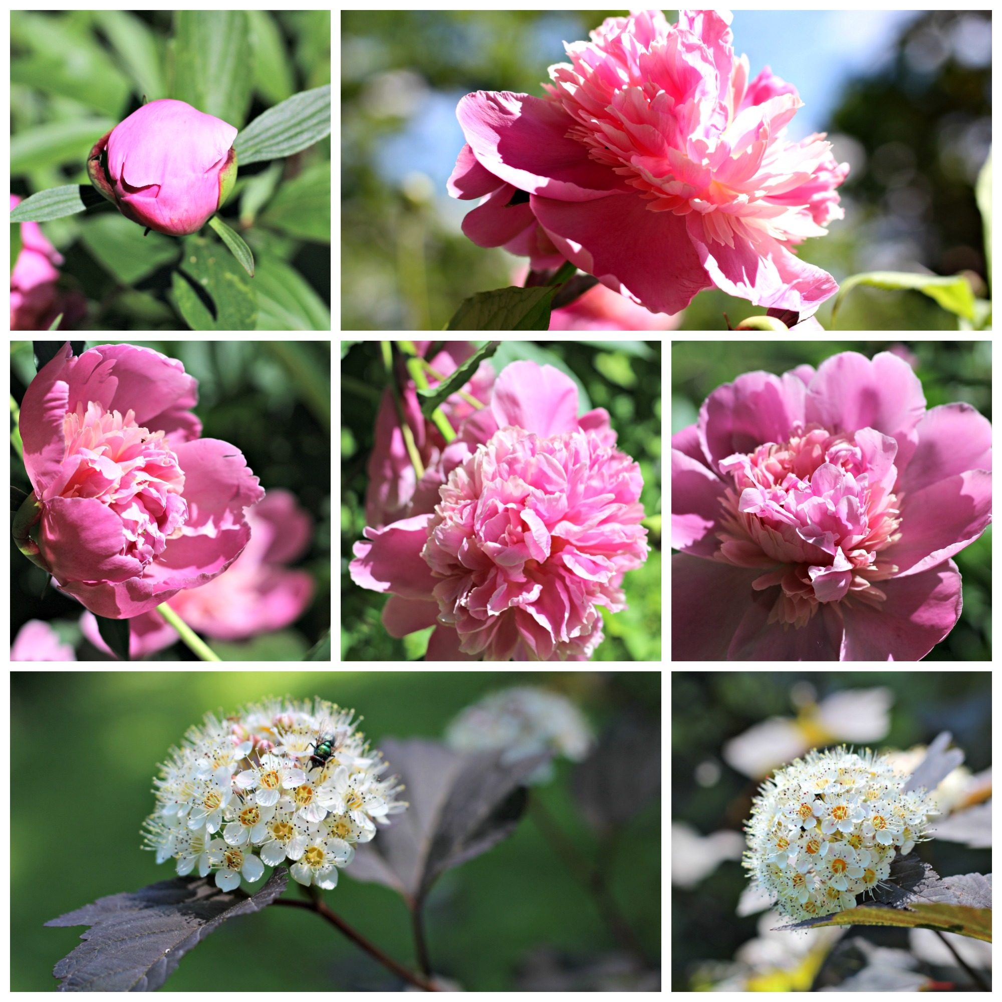 June Flower Collage